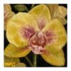 0c21a0b4-a504-47e3-bbca-24192c9d0572.jpg Yellow and PInk Orchid