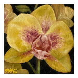 0c21a0b4-a504-47e3-bbca-24192c9d0572.jpg Yellow and PInk Orchid