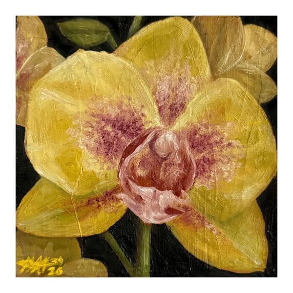 0c21a0b4-a504-47e3-bbca-24192c9d0572.jpg Yellow and PInk Orchid