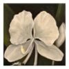 cb25e3a5-5a1e-4974-a452-ad176c2f5c04.jpg Mariposa Flor