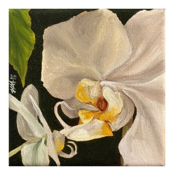 2 white orchids